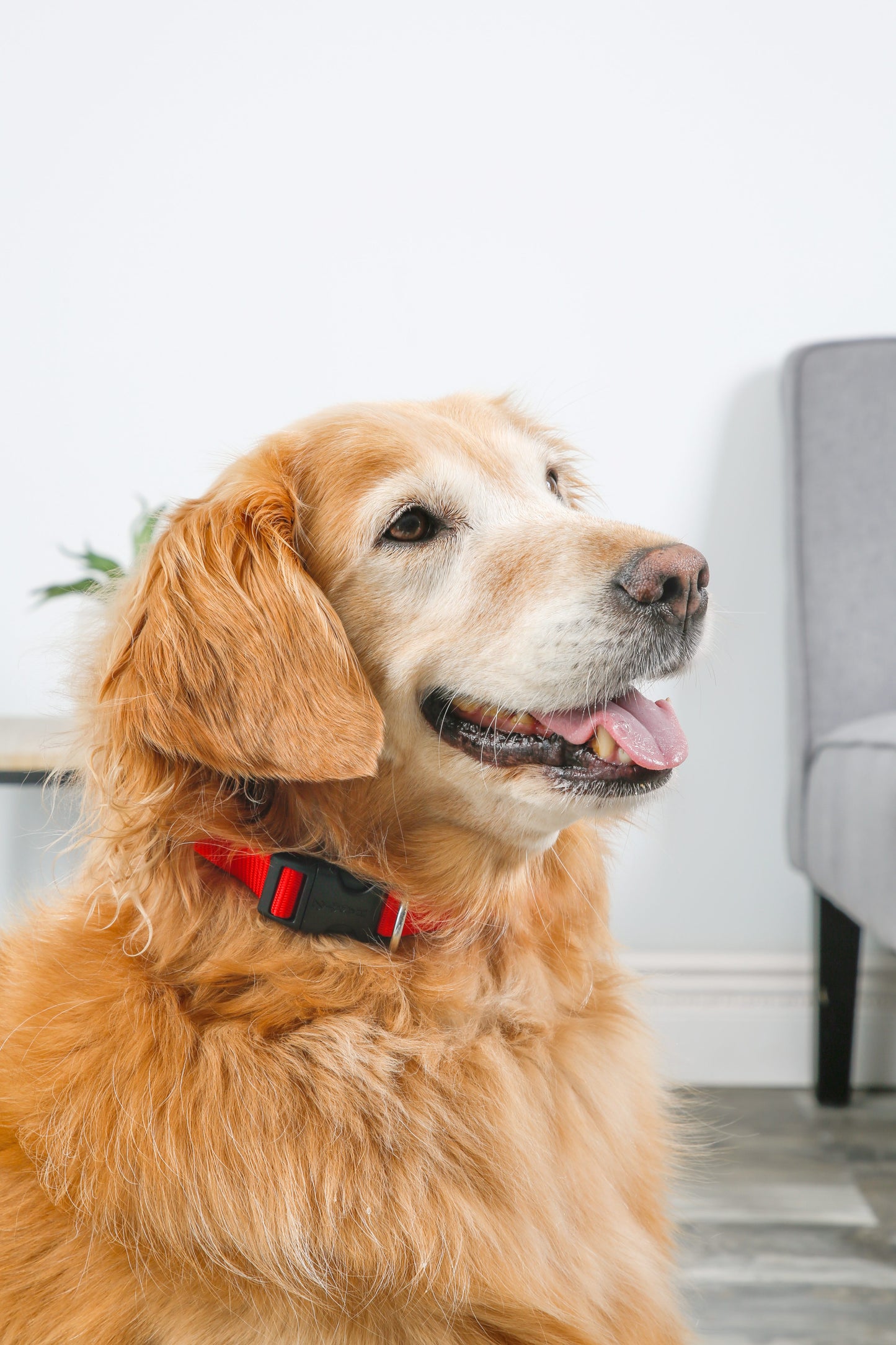 Red Passion Dog Collar