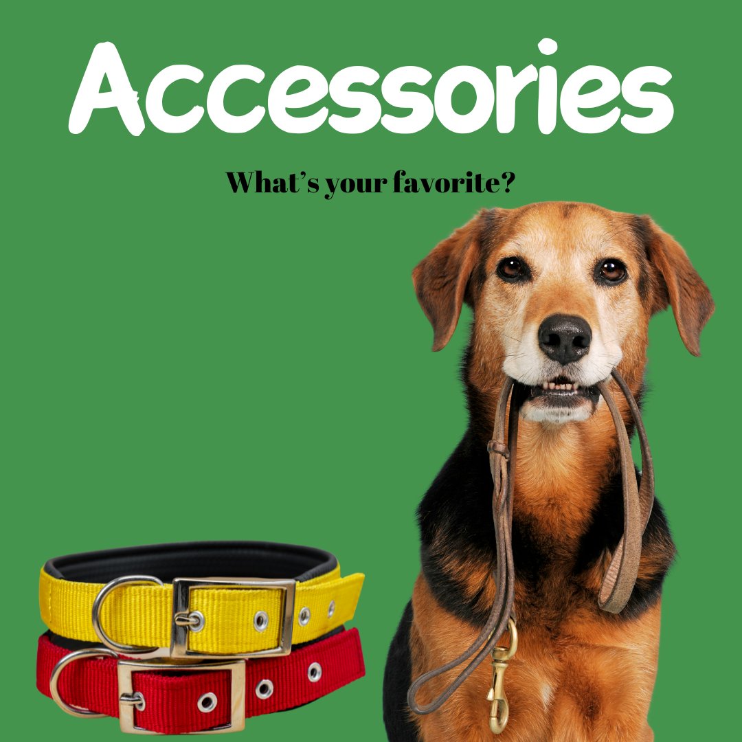 Dog Accesories